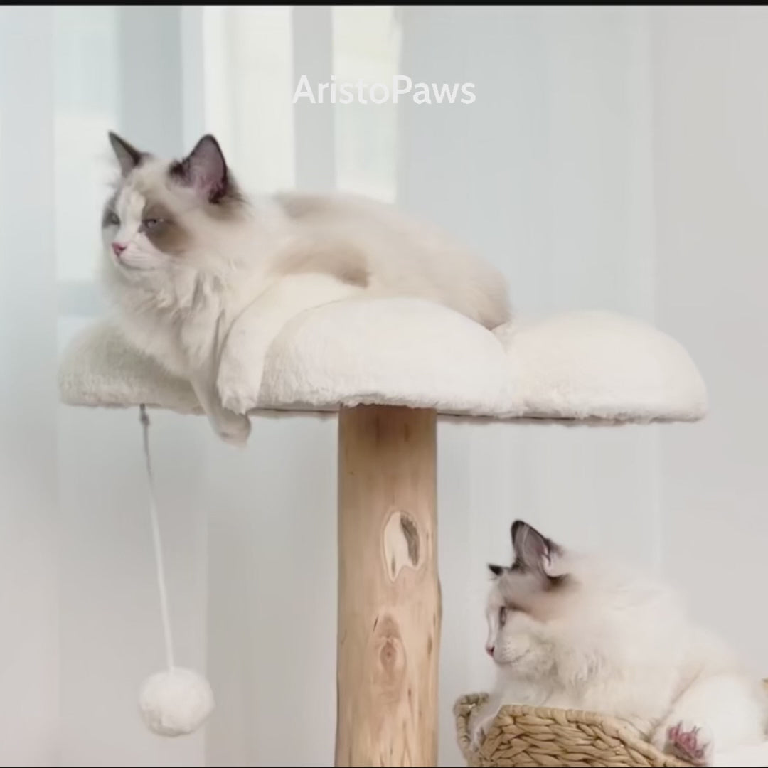 Oxford 111cm Small Cat Tree & Scratching Post | Cat Furniture
